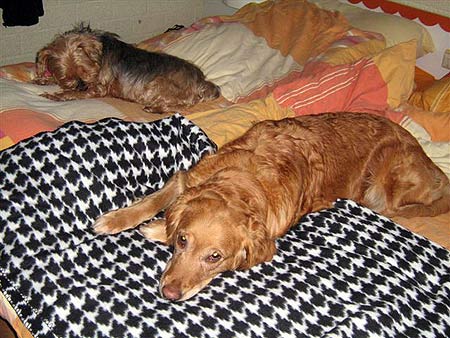 Hunde im Bett
