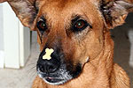 Hund mit Leckerchen auf der Nase