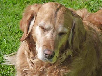 Worte tröstende hund gestorben Kurze Trauersprüche